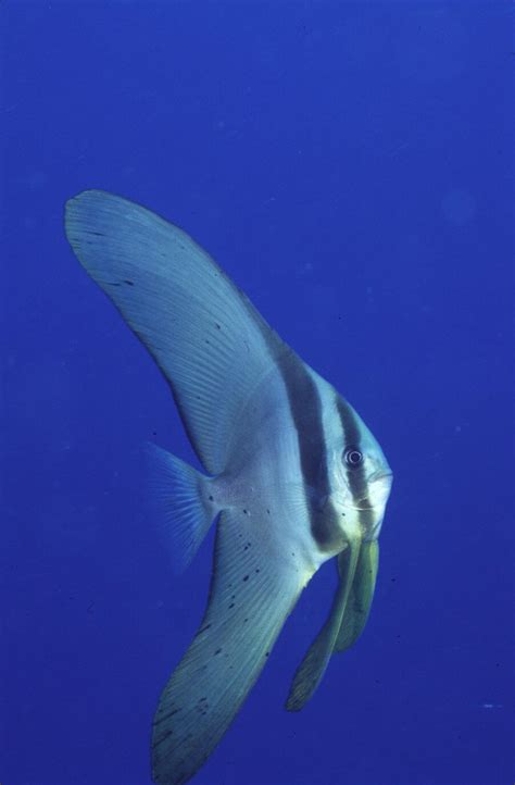 Bali Small Fish