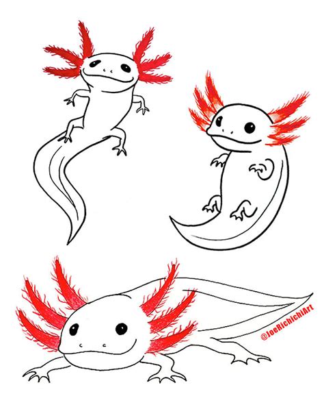 Axolotl Drawing By Joe Richichi Images And Photos Finder