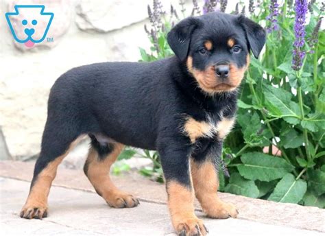 The dogs were known in german as rottweiler metzgerhund, which means rottweil butchers dogs, because their main use was to pull. Banjo | Rottweiler Puppy For Sale | Keystone Puppies