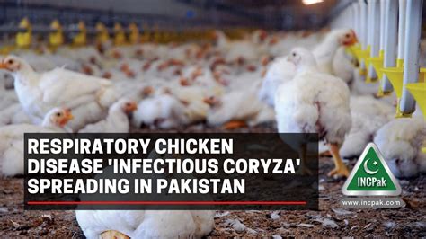 Respiratory Chicken Disease Infectious Coryza Spreading In Pakistan