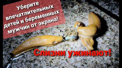 Хочешь похудеть спроси меня как гербалайф значок Хочешь похудеть? Спроси меня, как! Американские сыроеды-каннибалы в Хочешь похудеть? Спроси меня, как! Американские сыроеды-каннибалы в Хочешь похудеть спроси меня как гербалайф значок
