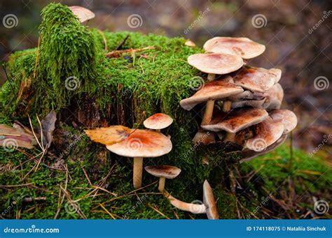 Dangerous Mushrooms Close Up Growing On A Fallen Tree In The Forest