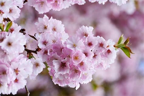 Flores De Cerezo Cerezos Japoneses Japanese Cherry Tree Cherry