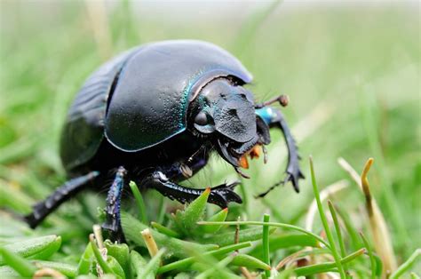 Dor Beetle 2 Aigas Field Centre