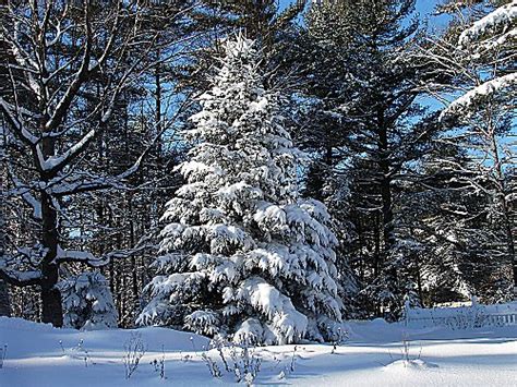 Snow Covered Spruce