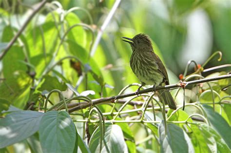 We did not find results for: Mengenal Burung Cucak Rawis - Cara Cepat Kicau