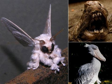 Yuuucky 12 Of The Scariest Looking Animals On Earth 12 Of The