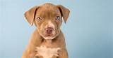 The way the react to one another is very sweet and special. Is A Pitbull Lab Mix Puppy The Right Family Pet For Me?