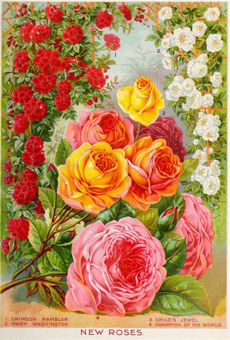 Vintage Blumen Garten Katalog Kostenloses Stock Bild Public Domain