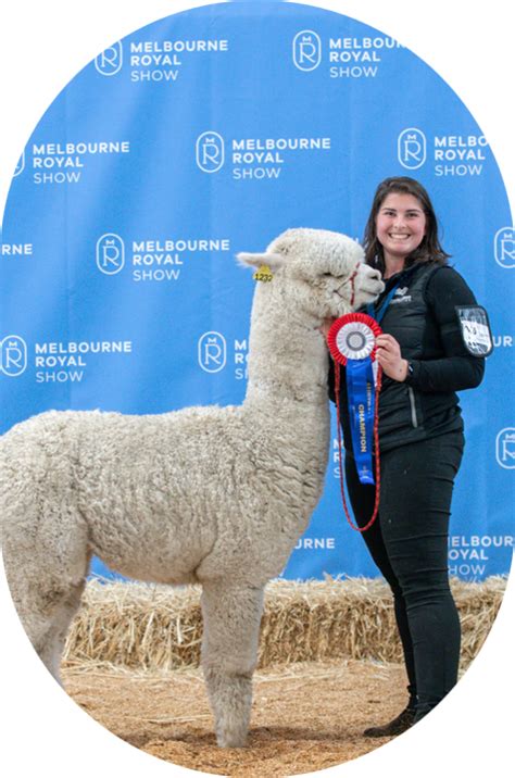 Hundreds Of Alpacas To Compete For Top Spot At 2023 Melbourne Royal