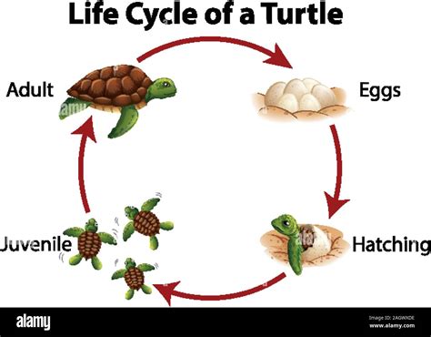 Chameleon Life Cycle Diagram