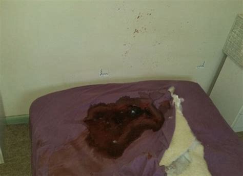 Rotting Corpses Blood Splattered Walls Dead Cats Crime Scene Cleaner