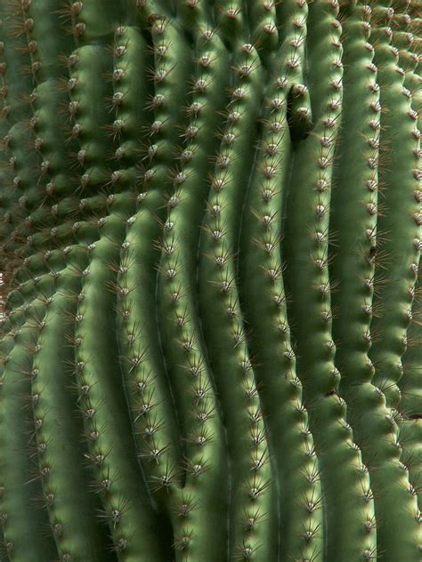 Pin De Danielle Em Cactus Fotografia De Textura Natureza Padrão