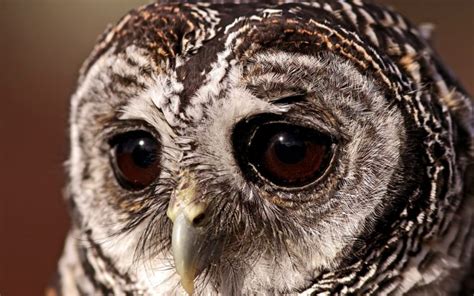 Bird Sovushka Eyes Sad Eyes Owl Tawny Owl Wallpapers Hd