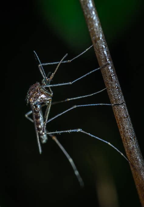 Black Mosquito Closeup Photo · Free Stock Photo