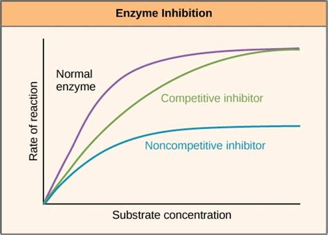 Enzyme Inhibition Types Of Inhibition Allosteric Regulation