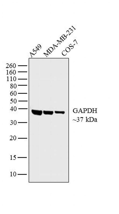 Gapdh Antibody 14 9523 82
