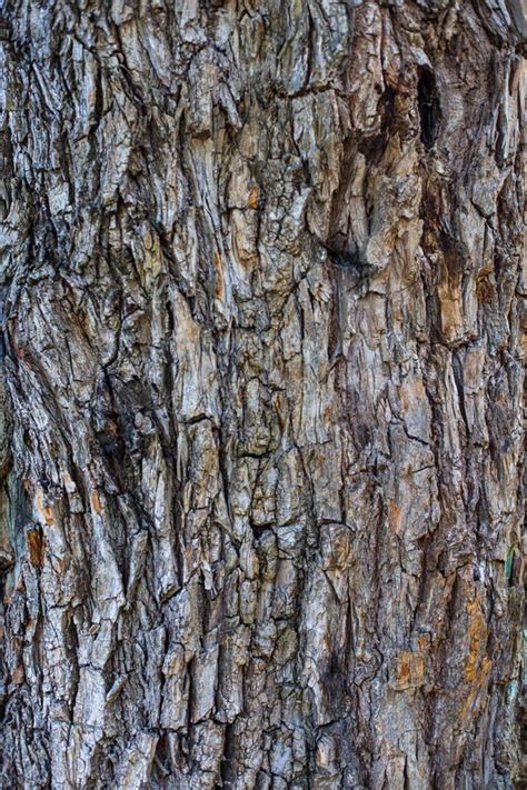 Textured Tree Bark Wooden Pattern Natural Background Eco Concept