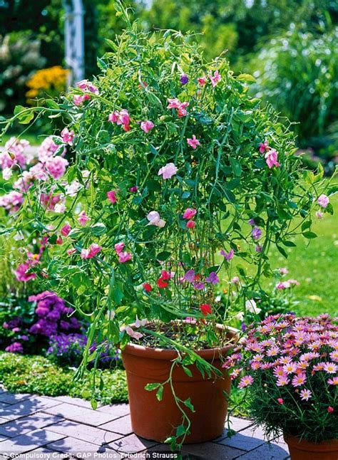 Why You Can Pot Sweet Peas Daily Mail Online