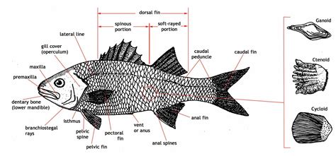 Physiology 3252 Renfro Flashcards Fish Physiology Studyblue