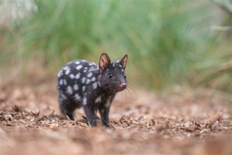 Eastern Quoll Sean Crane Photography