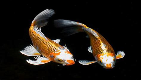 Nam cá vàng kim hoặc trắng: Cá chép cảnh - loại cá cảnh dung dị điềm đạm và dễ nuôi ...