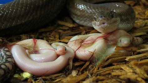 Download Baby Newborn Anaconda Snake On Itlcat