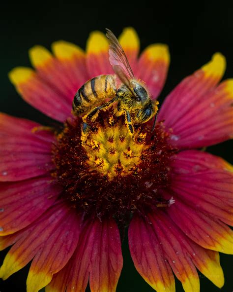 Interesting Photo Of The Day Busy Bee Macro