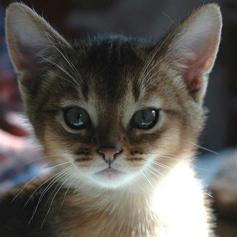 Kitten Portrait By Peterhasselbom On Flickr Cute Cats And Kittens