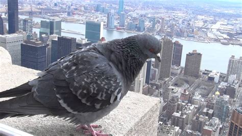 Pigeon Empire State Building Youtube