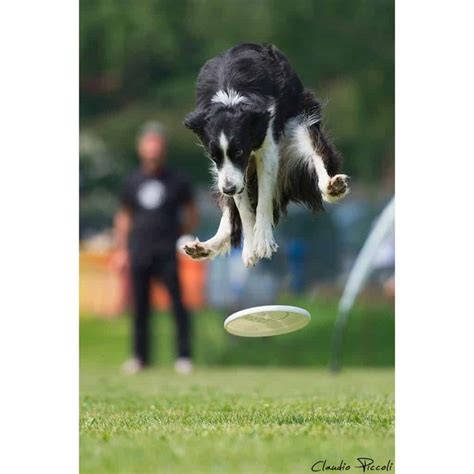 10 Hilarious Pictures Of Dogs Catching Frisbees Lolwot