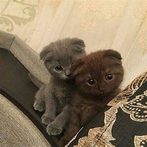 ̗̀♔ Pinterest Writeblack ♔ ̖́ Cute Kittens Śliczne Małe Zwierzątka