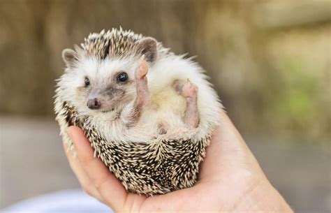 Do Hedgehogs Make Good Pets Facts Costs And Care Lovetoknow
