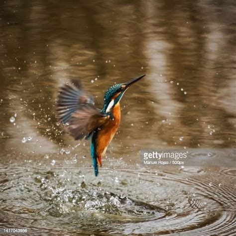 Kingfisher Diving Into Water Photos And Premium High Res Pictures