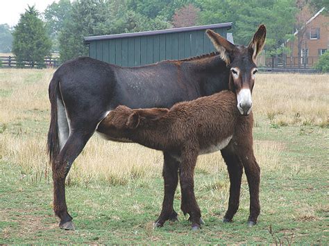 The American Mammoth Jackstock Mule Mother Earth News