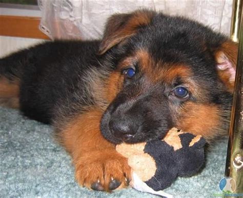 Red And Black German Shepherd Puppy How Cute German Shepherd Love