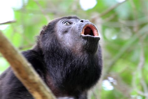 Saraguato De Manto Primates Del Ecuador · Naturalista Colombia