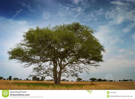 Tipycal African Tree On The Serengeti Park Stock Image