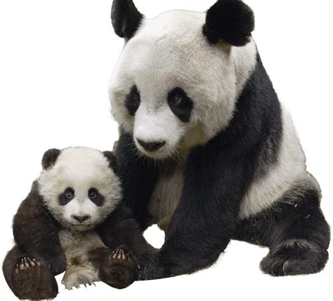 Giant Panda Polar Bear Red Panda Raccoon Panda Png Png Download