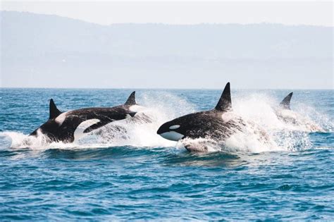 Whale Watching Vancouver Island Das Sind Die Besten Spots Wildlife