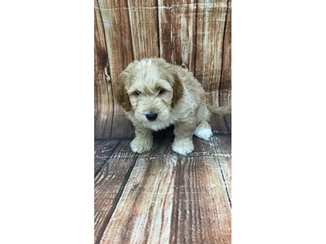 Petite mini goldendoodles, mini goldendoodles, medium goldendoodles, and. F1 Mini Goldendoodle-DOG-Male-Golden-2934146-Petland Las ...