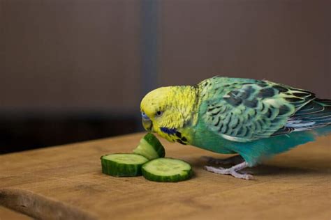 Some dark leaves such as beet greens, chard, parsley, spinach and turnip greens contain high levels of oxalates, chemicals which. Can Parakeets Eat Cucumbers? Is It Healthy and Safe? (2021)