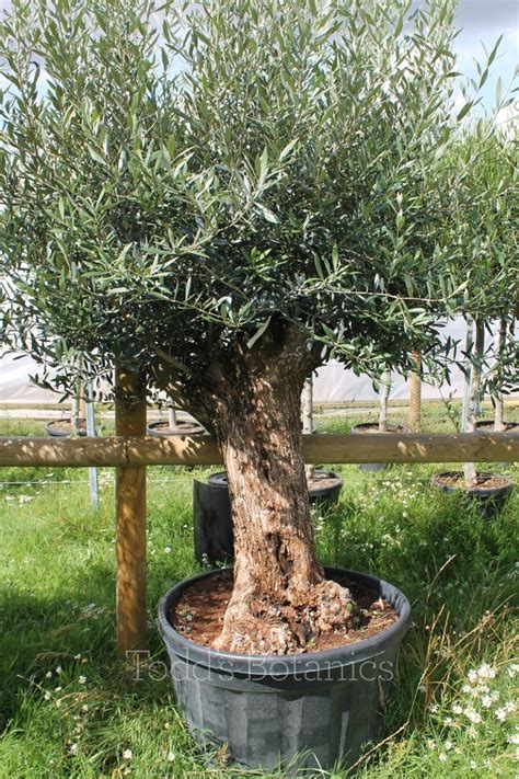 Ancient Olive Trees Ancient Olive Tree 1803650c Todds