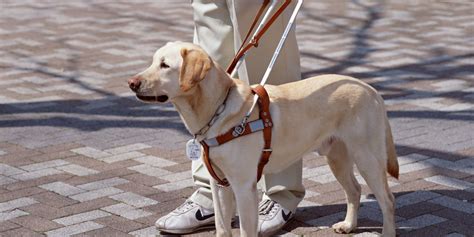 Learning To Navigate The World Through The Eyes Of A Guide Dog | HuffPost