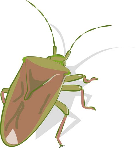 Stink Bugs Png Isolated Hd Png Mart