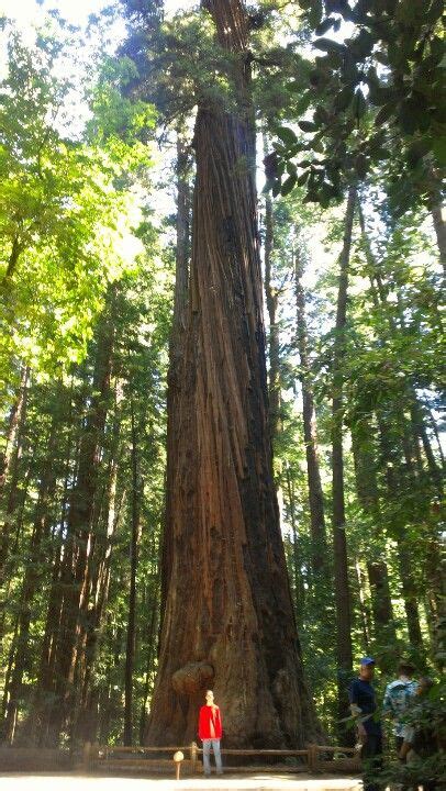 Redwood Tree Santa Cruz Ca Bay Area Road Trip California Vacation