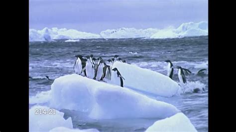 Baby Einstein Stock Footage Penguins Jumping Onto Iceberg Read