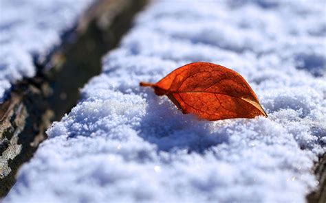 Wallpapers Leaf And Snow Wallpapers