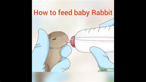 How to feed baby Rabbit | How to feed baby Rabbit by syringe - YouTube