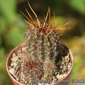 Mammillaria compressa, commonly called mother of hundreds, is a species of cactus in the subfamily cactoideae. Lobivia dobeana | Planting flowers, Plant needs, Red flowers